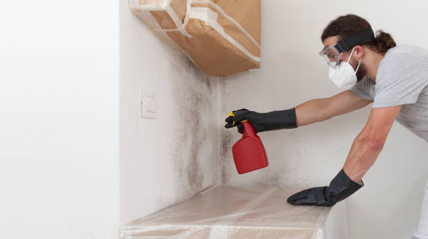 Basement Mold Remediation treatment on basement walls in Paulsboro